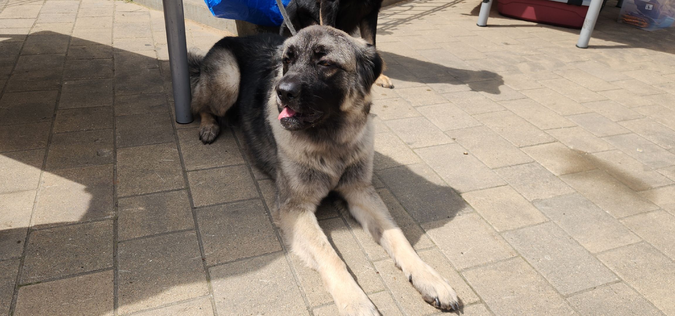 Общество, Выставка кошек и собак,  Акции зооактивистов,Домашние животные,