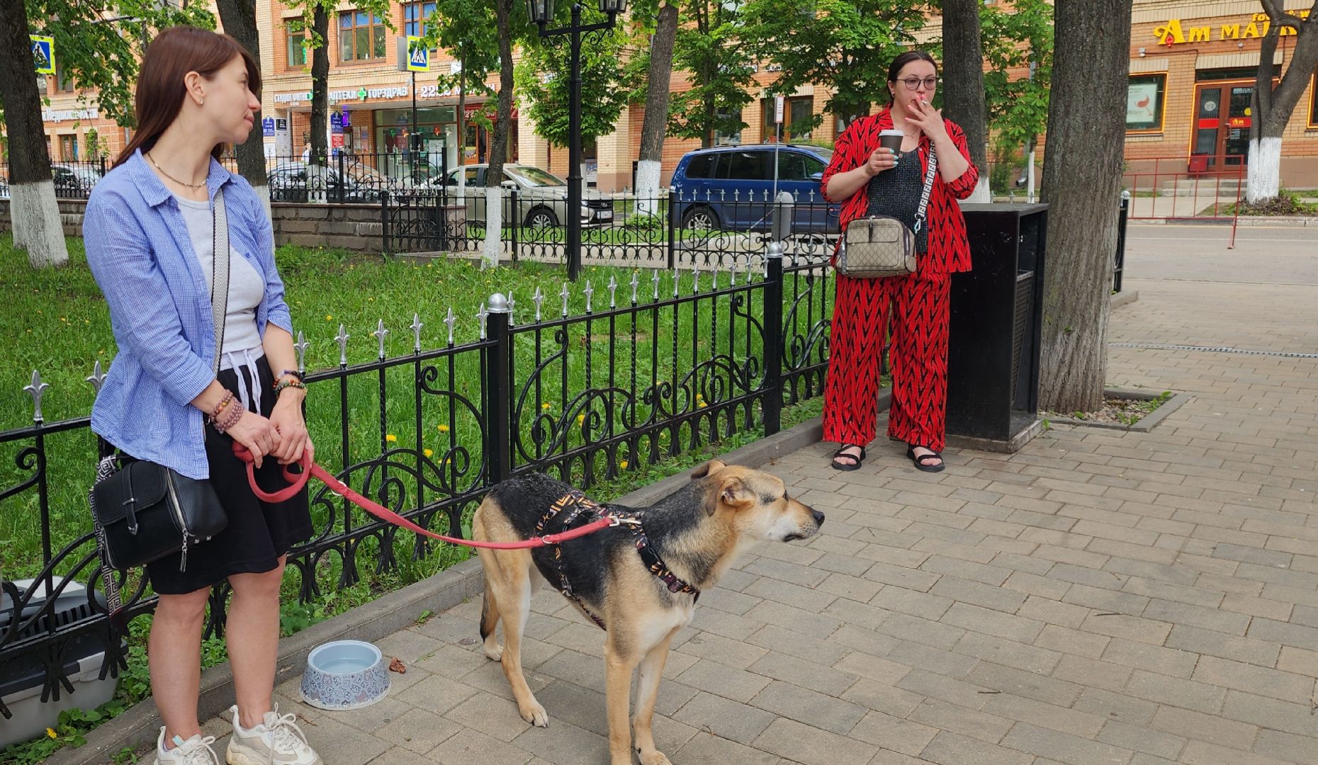 Общество, Выставка кошек и собак,  Акции зооактивистов,Домашние животные,