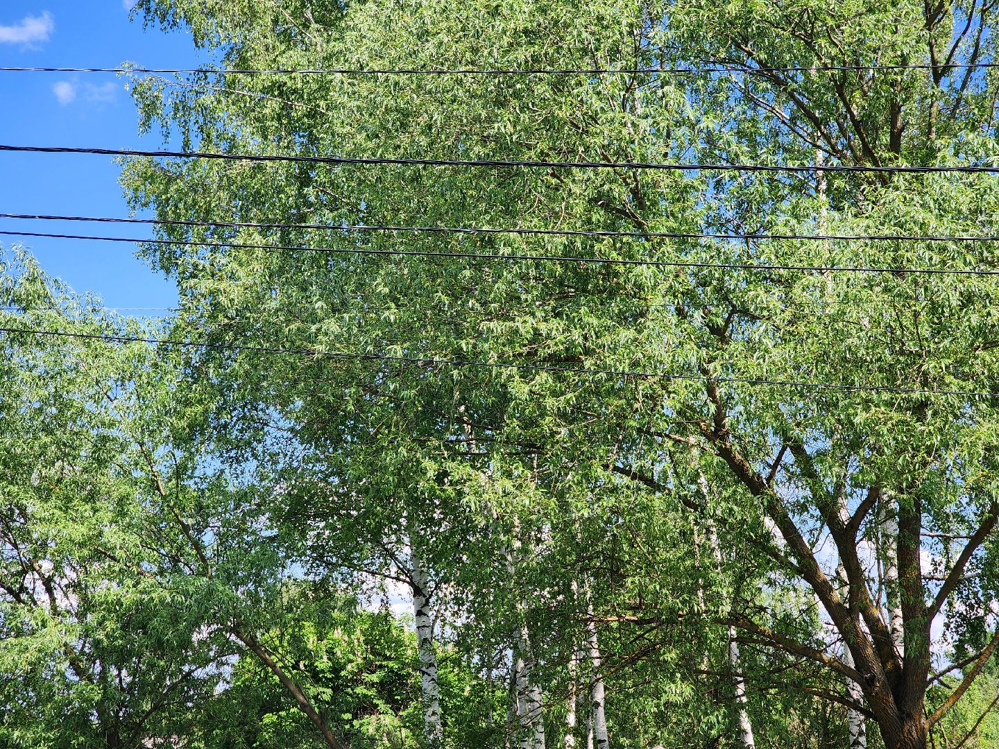 аллергия, шатура,шатурская больница,