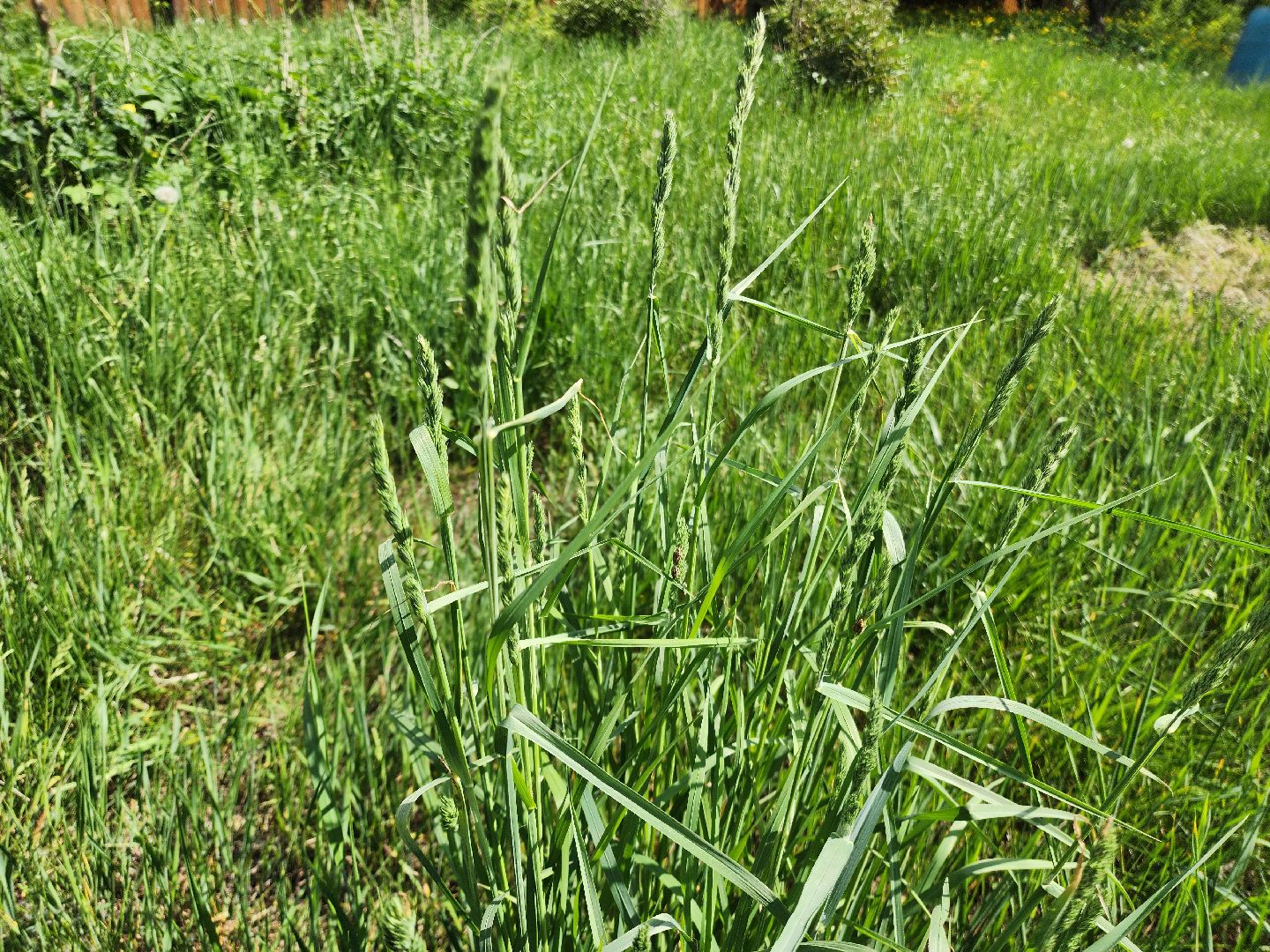 аллергия, шатура,шатурская больница,