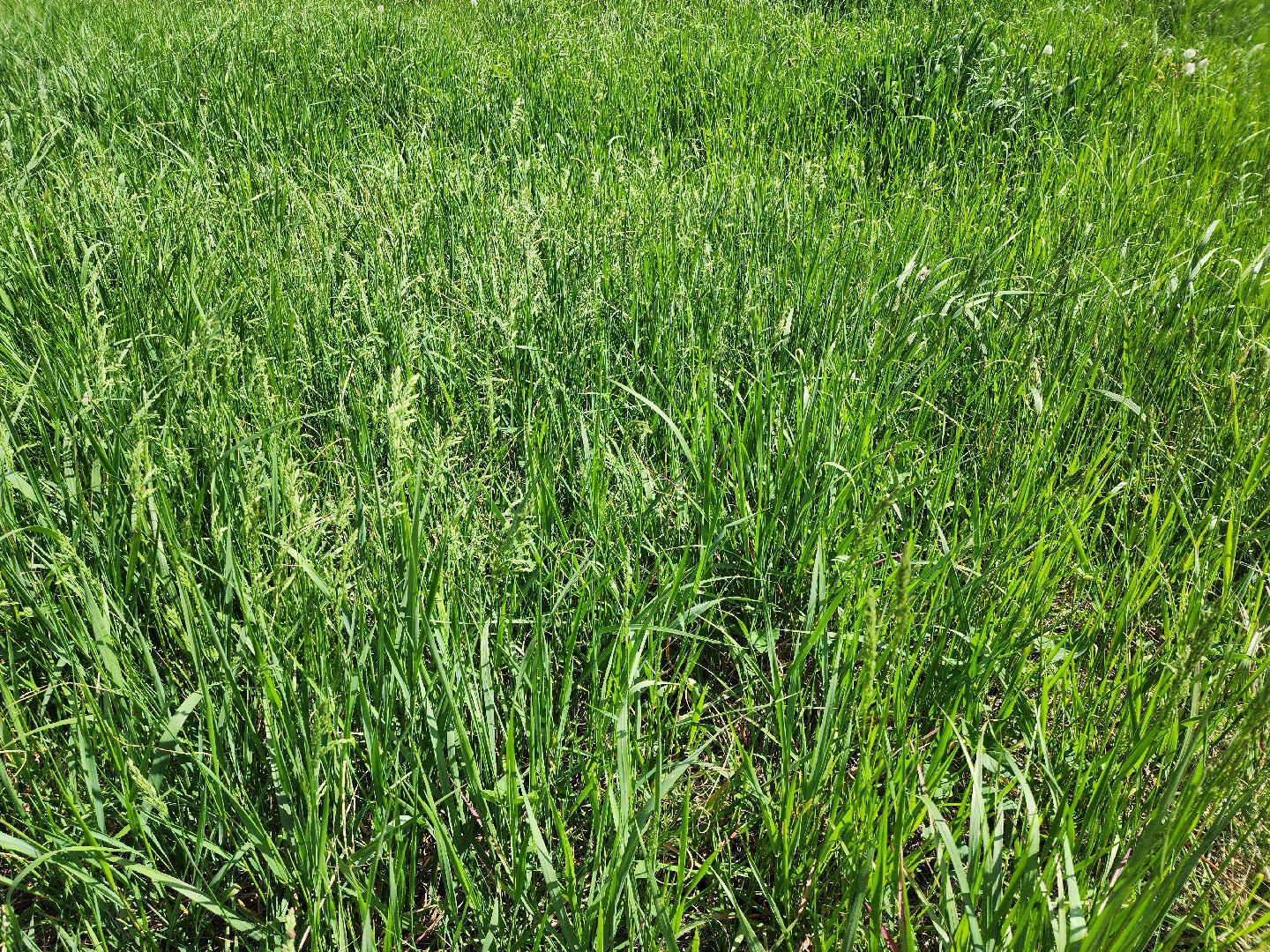 аллергия, шатура,шатурская больница,