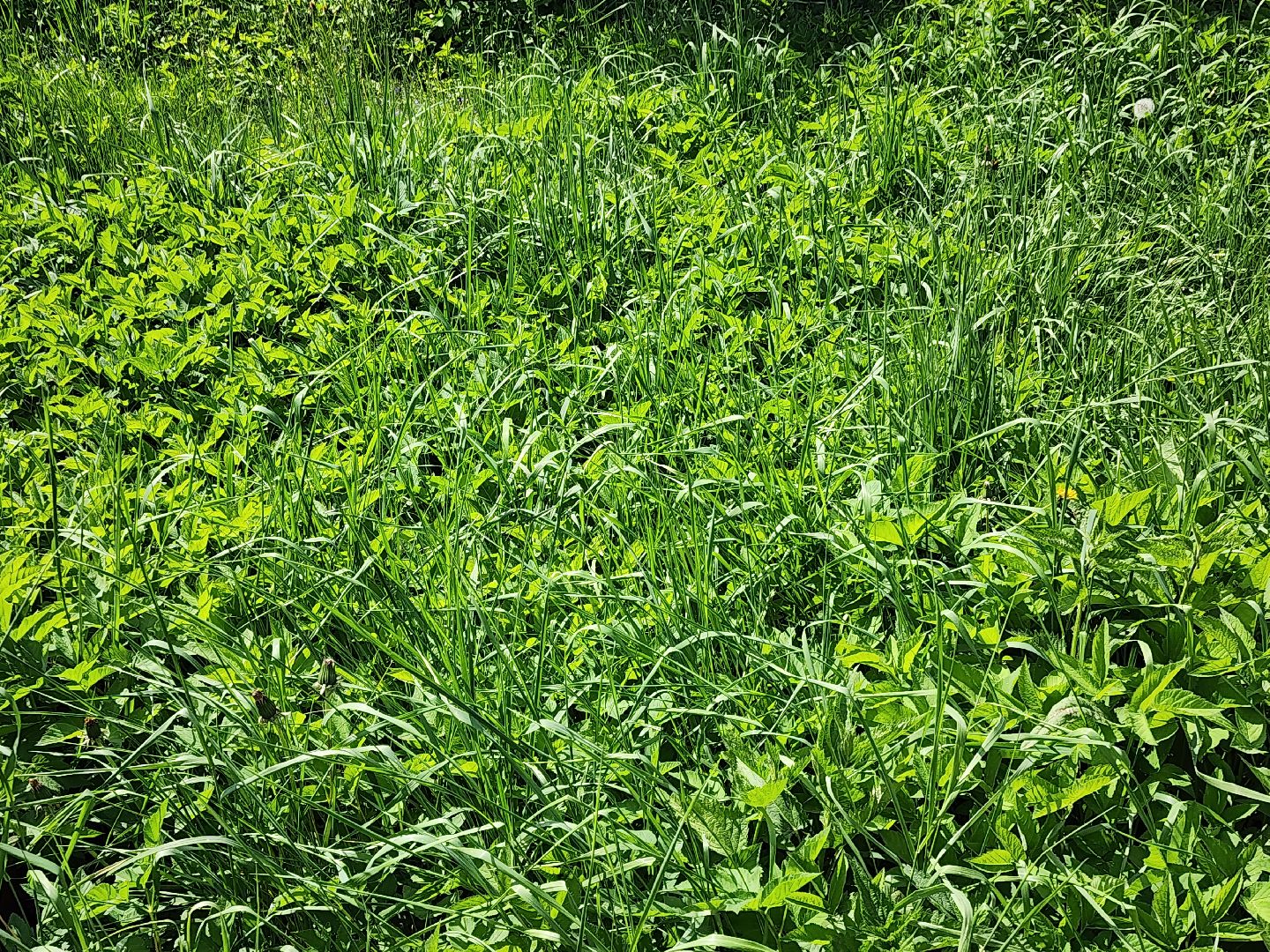 аллергия, шатура,шатурская больница,