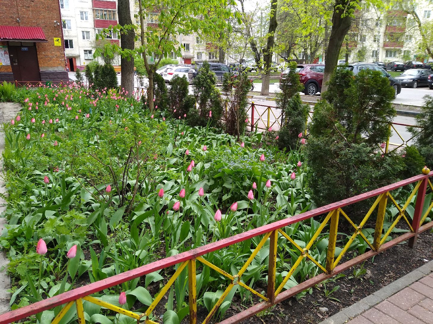 Раменское, благоустройство, тюльпаны