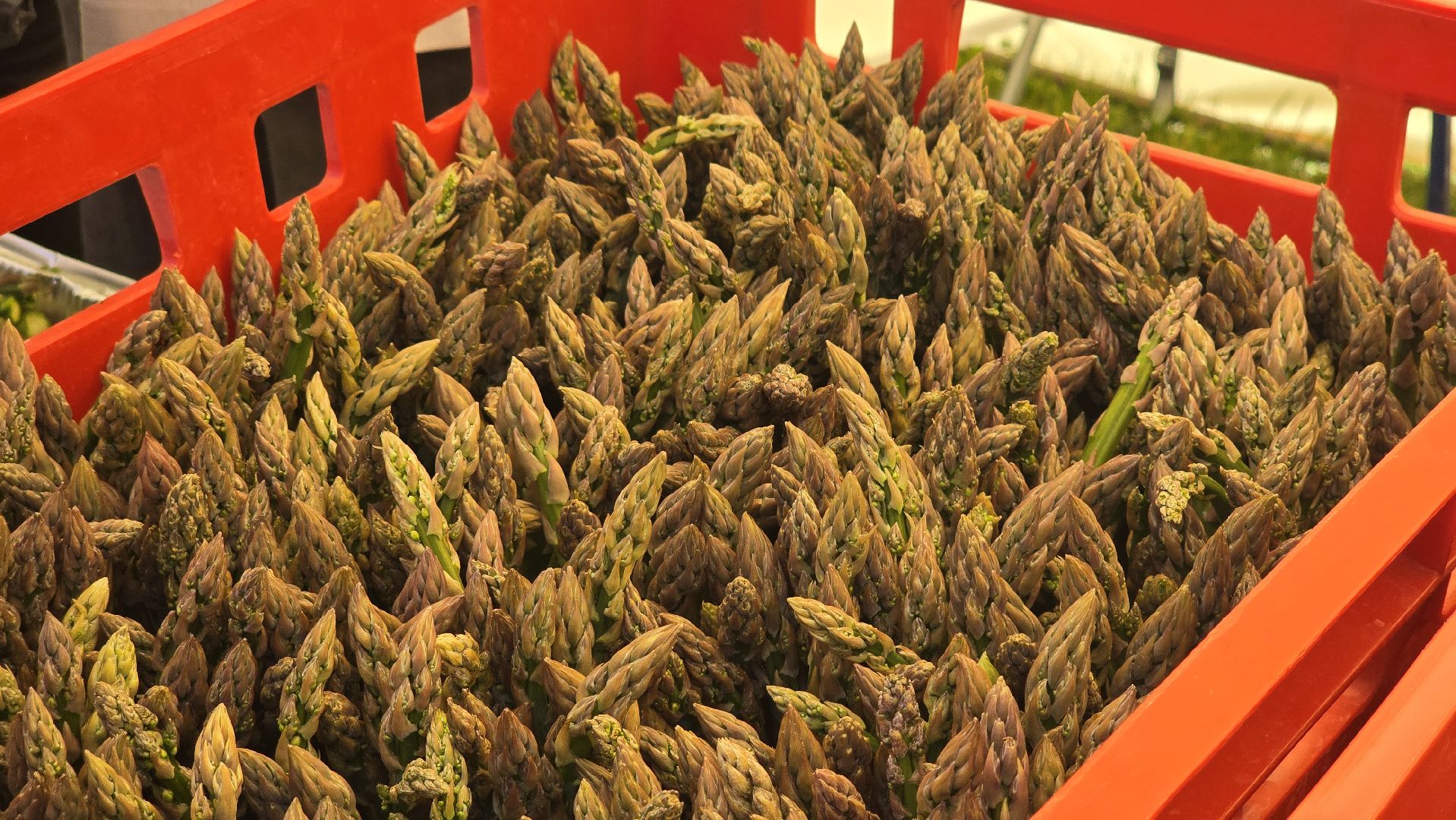 Коломна, Озеры, спаржа, кулинарный фестиваль,