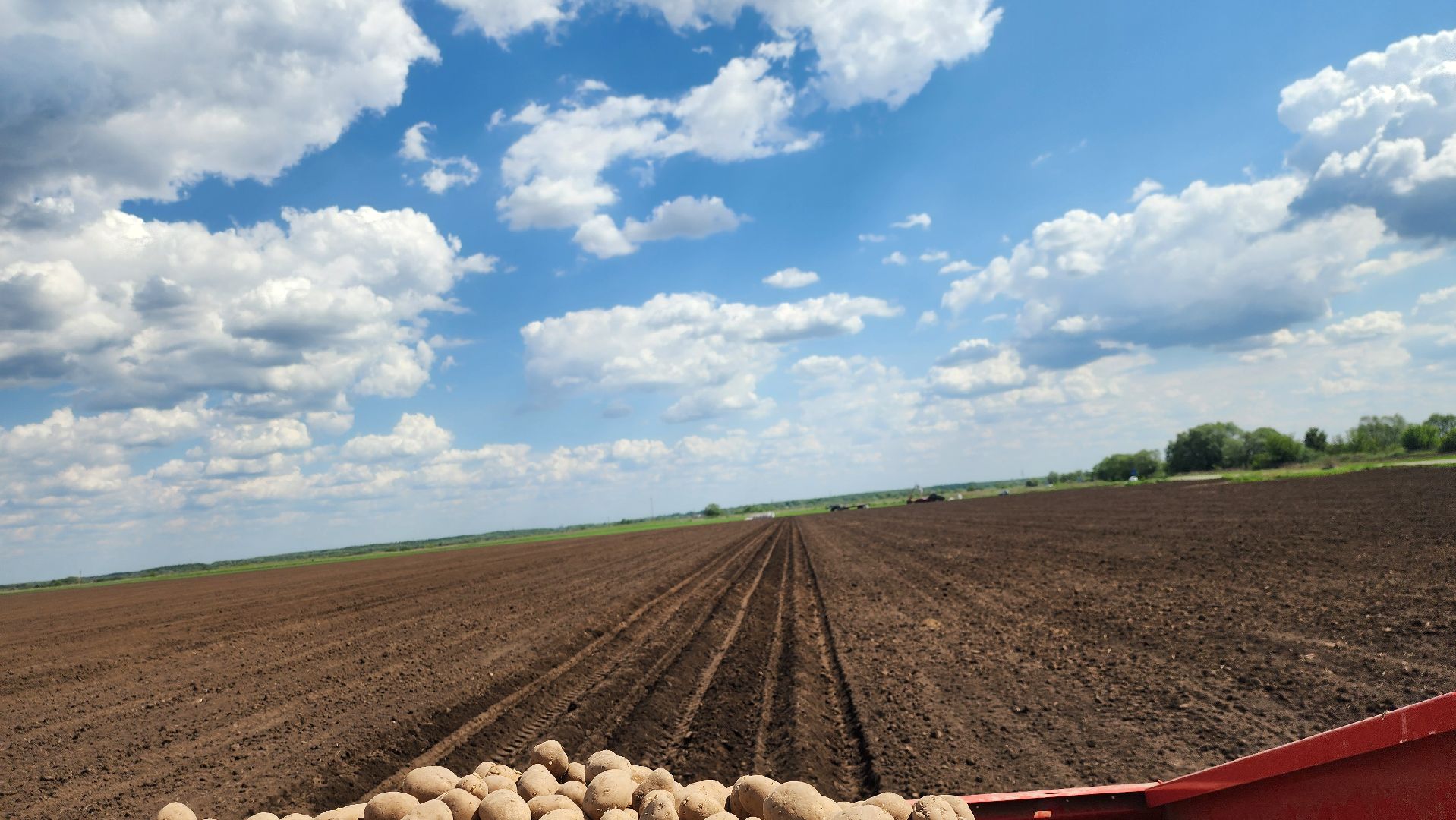 СПКимЛенина #Агропром #Луховицы #ПосадкаКартофеля #СельскоеХозяйство,