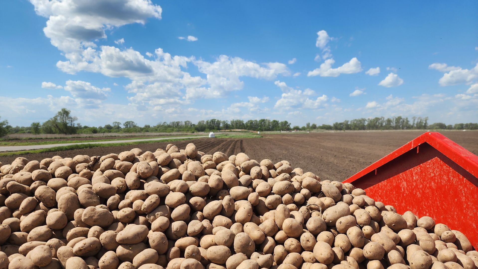 СПКимЛенина #Агропром #Луховицы #ПосадкаКартофеля #СельскоеХозяйство,