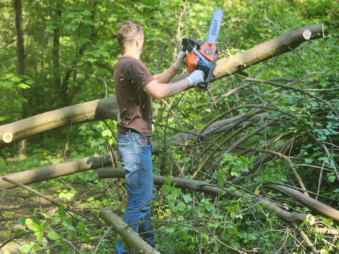 королёв, верхний комитетский лес, субботник в королеве,