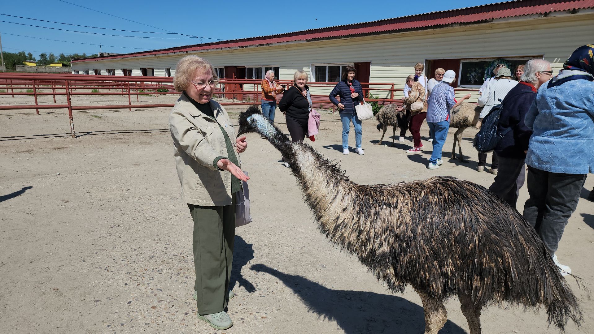 серпухов, подмосковье, страусы, московское долголетие, эму, русский страус,