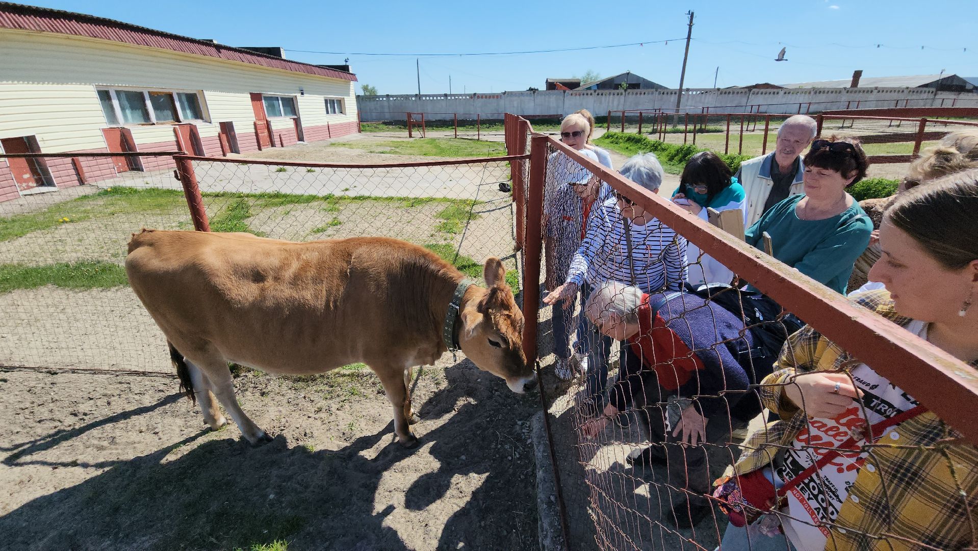 серпухов, подмосковье, страусы, московское долголетие, эму, русский страус,