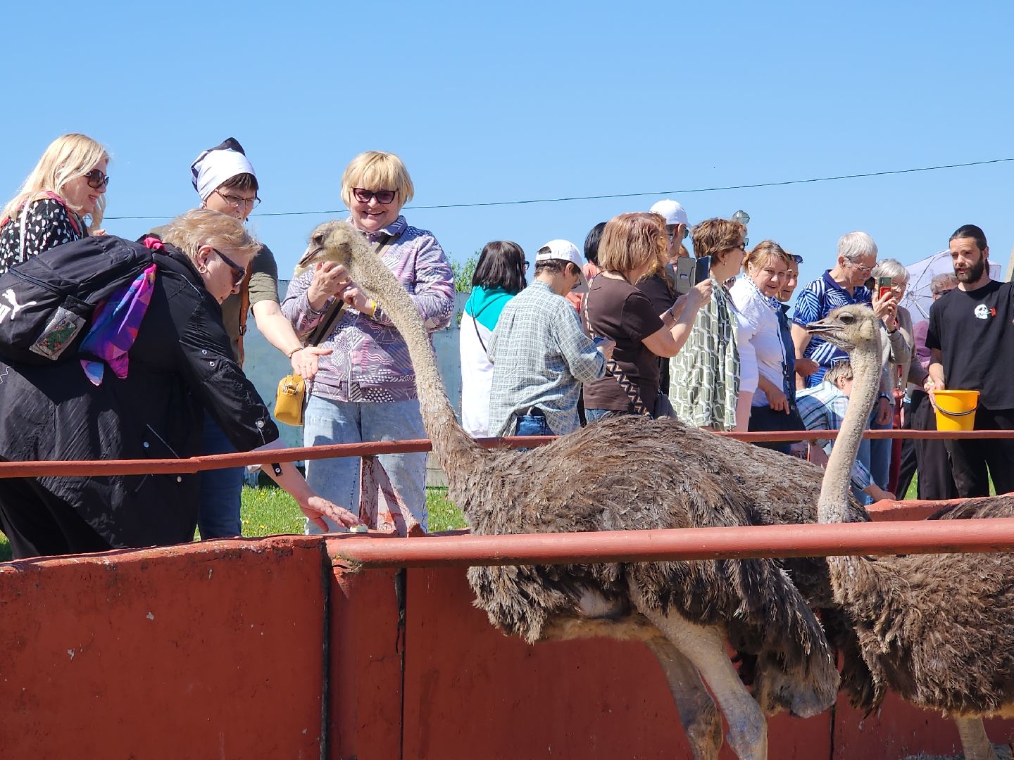 серпухов, подмосковье, страусы, московское долголетие, эму, русский страус,