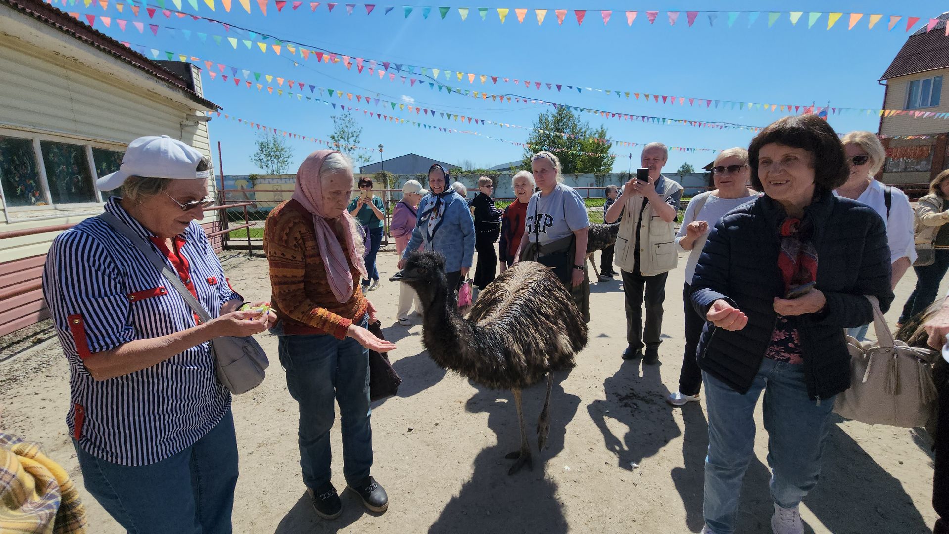 серпухов, подмосковье, страусы, московское долголетие, эму, русский страус,