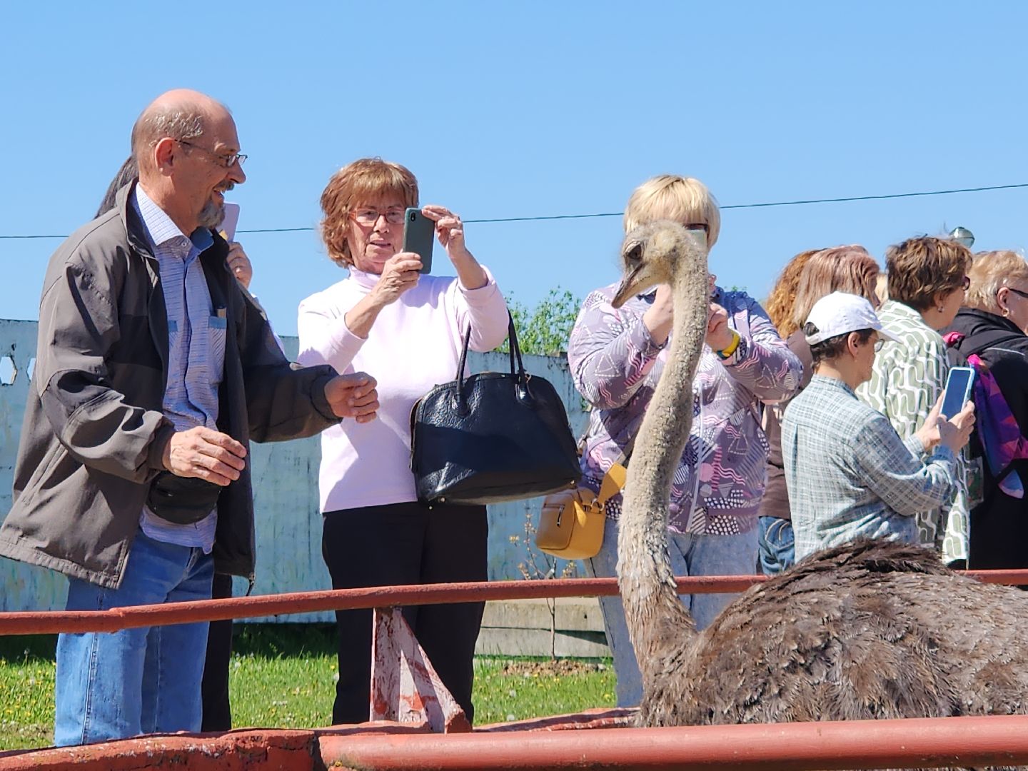 серпухов, подмосковье, страусы, московское долголетие, эму, русский страус,