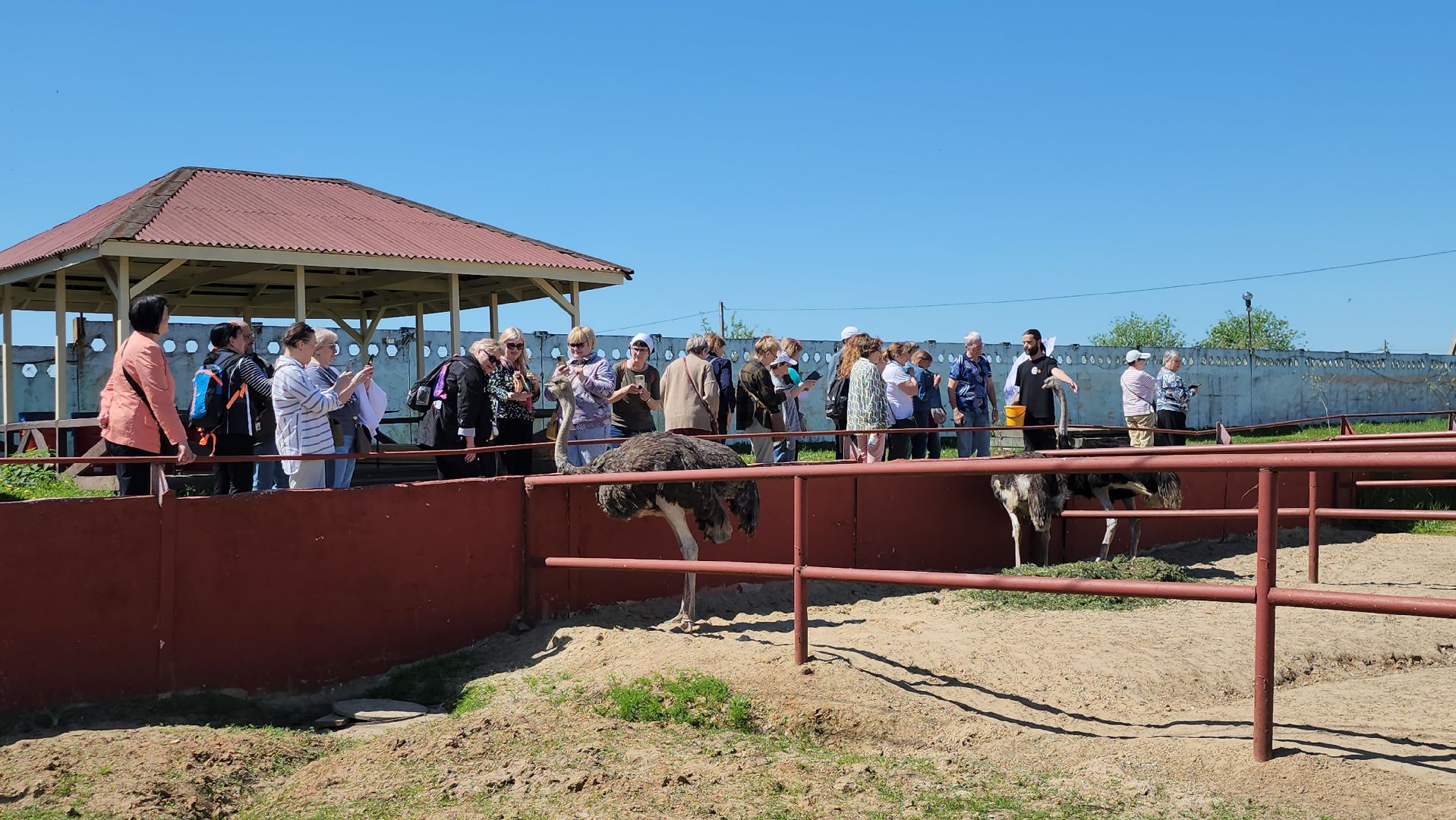 серпухов, подмосковье, страусы, московское долголетие, эму, русский страус,