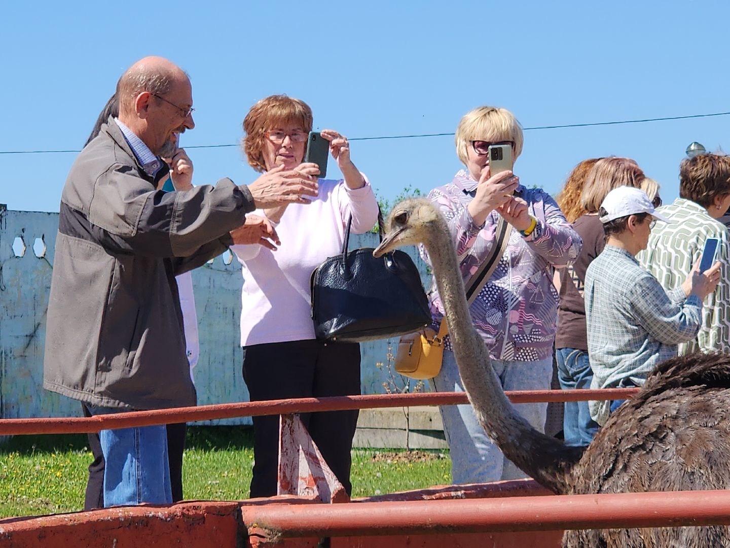 серпухов, подмосковье, страусы, московское долголетие, эму, русский страус,