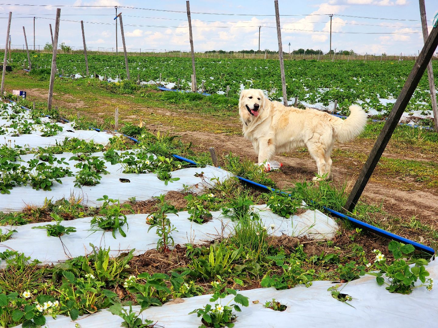 пущино, серпухов, агротуризм, фермеры,