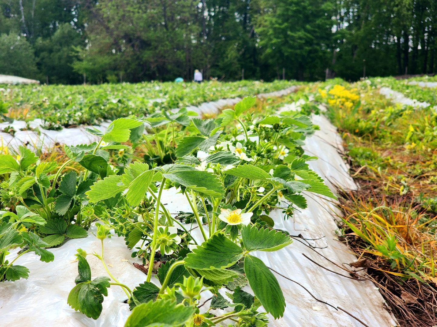 пущино, серпухов, агротуризм, фермеры,