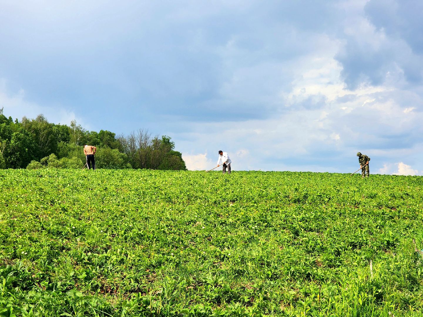 пущино, серпухов, агротуризм, фермеры,