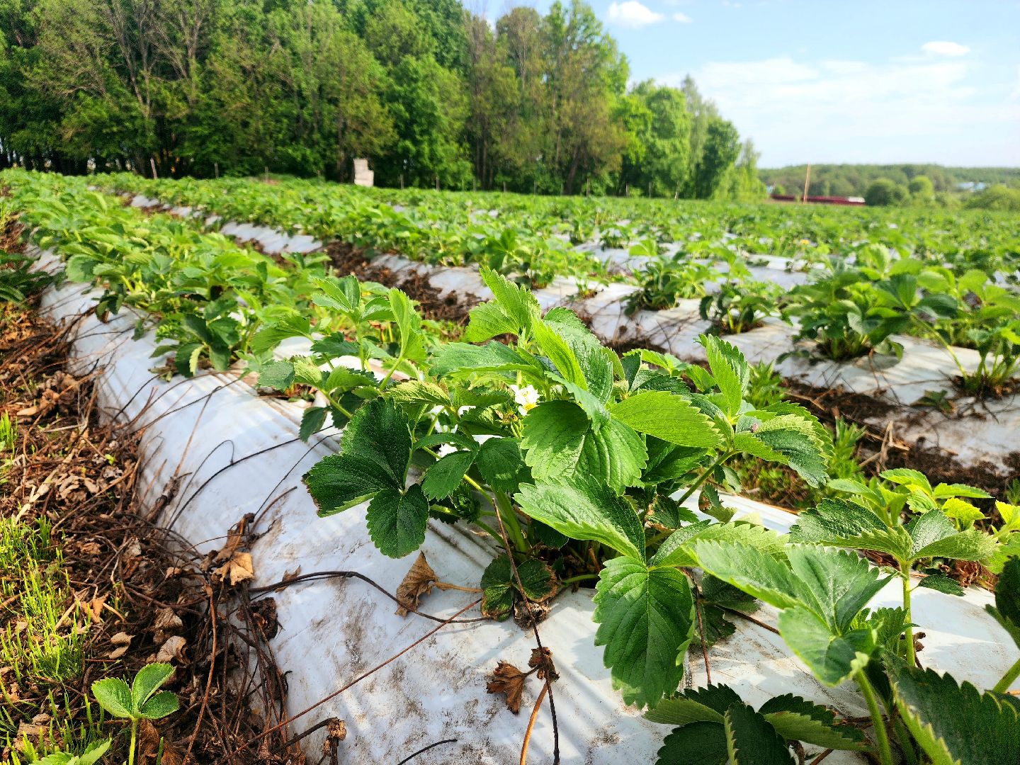 пущино, серпухов, агротуризм, фермеры,