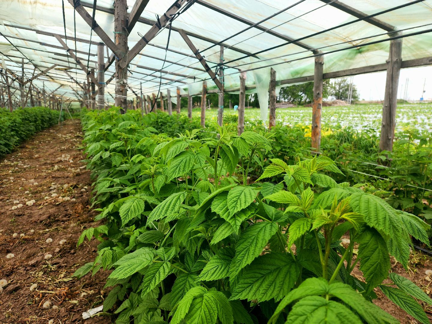 пущино, серпухов, агротуризм, фермеры,