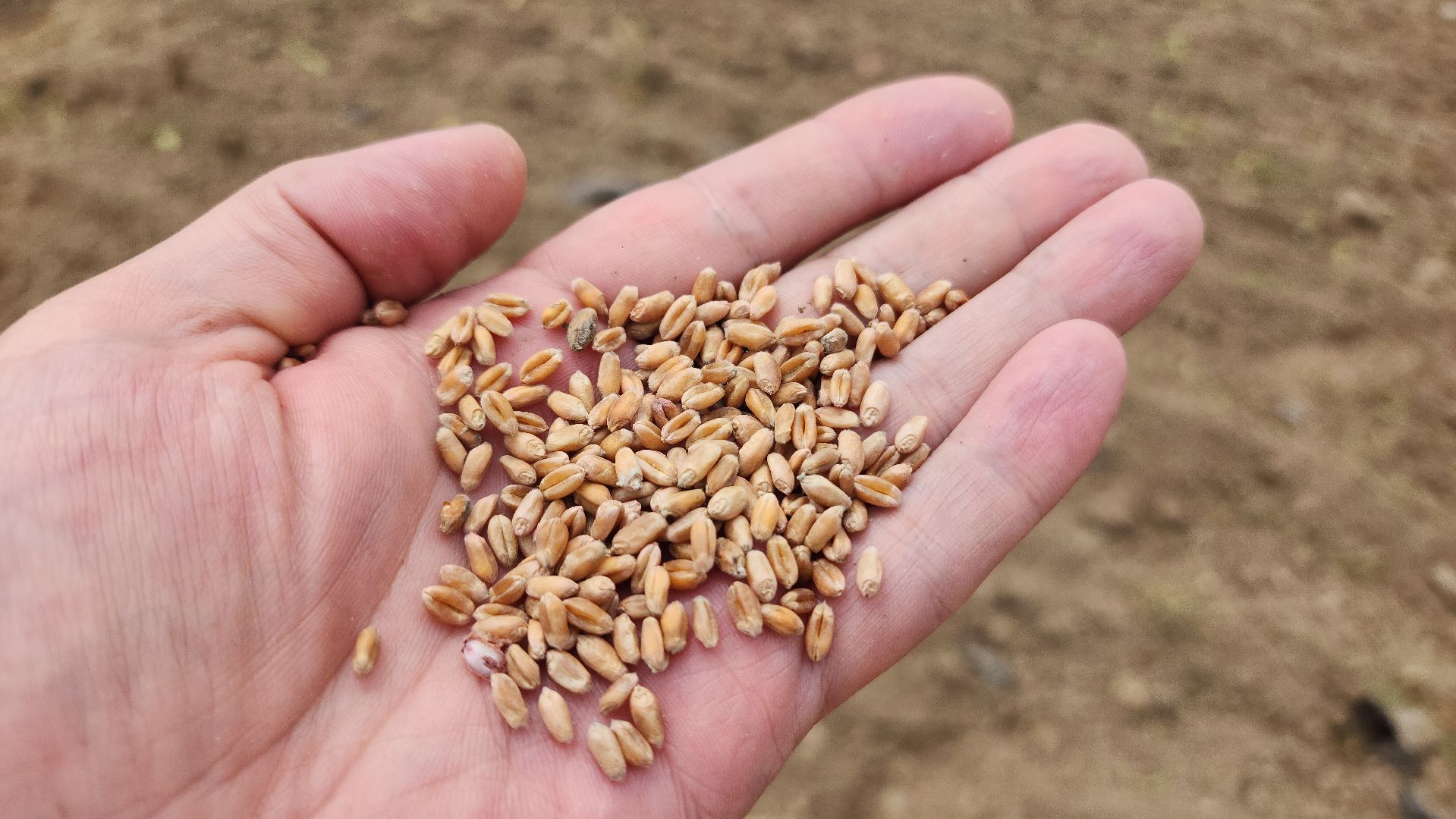 волоколамск, посевная 2025,