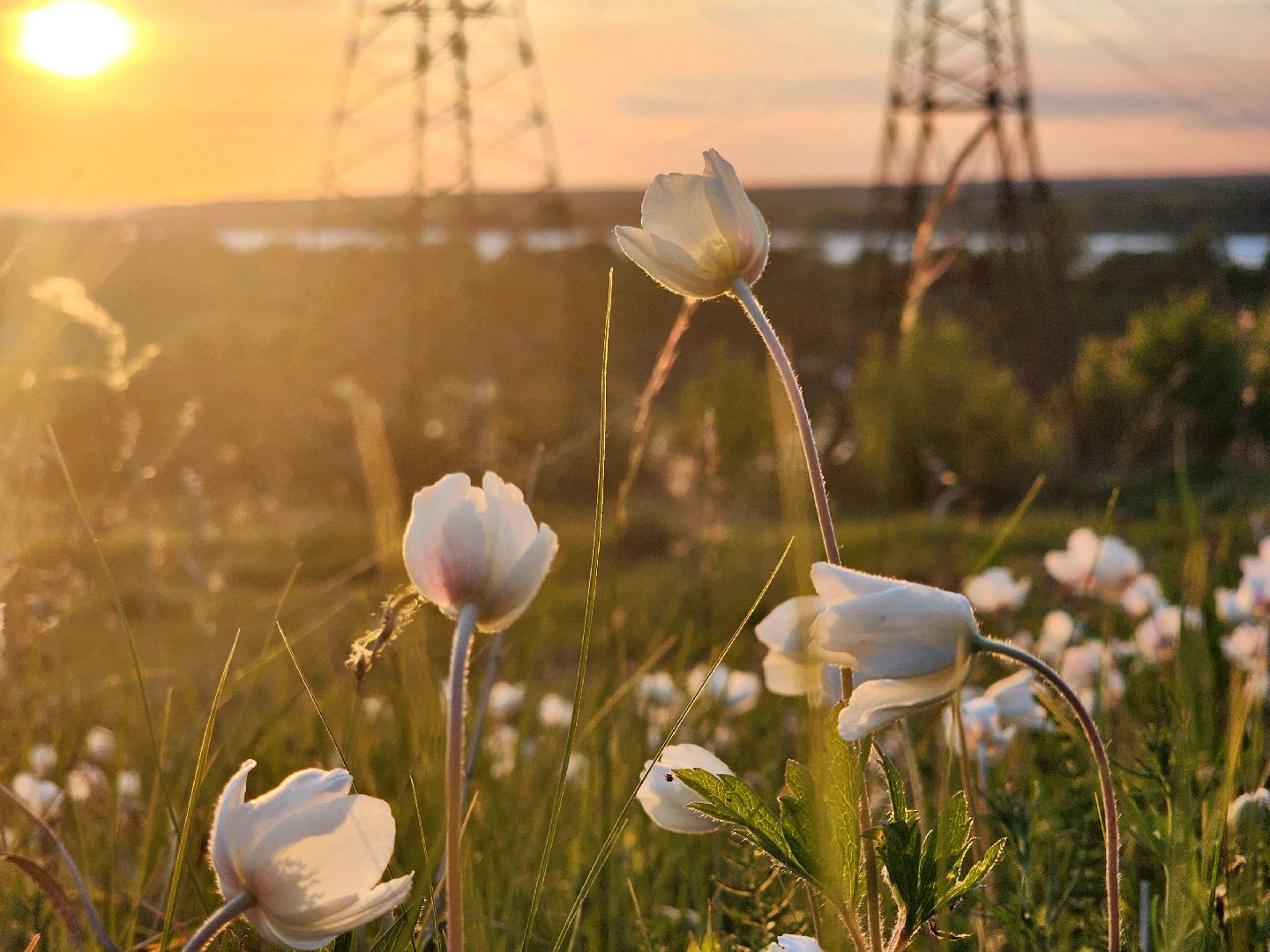пущино, экология, туризм, лето в подмосковье, серпухов,