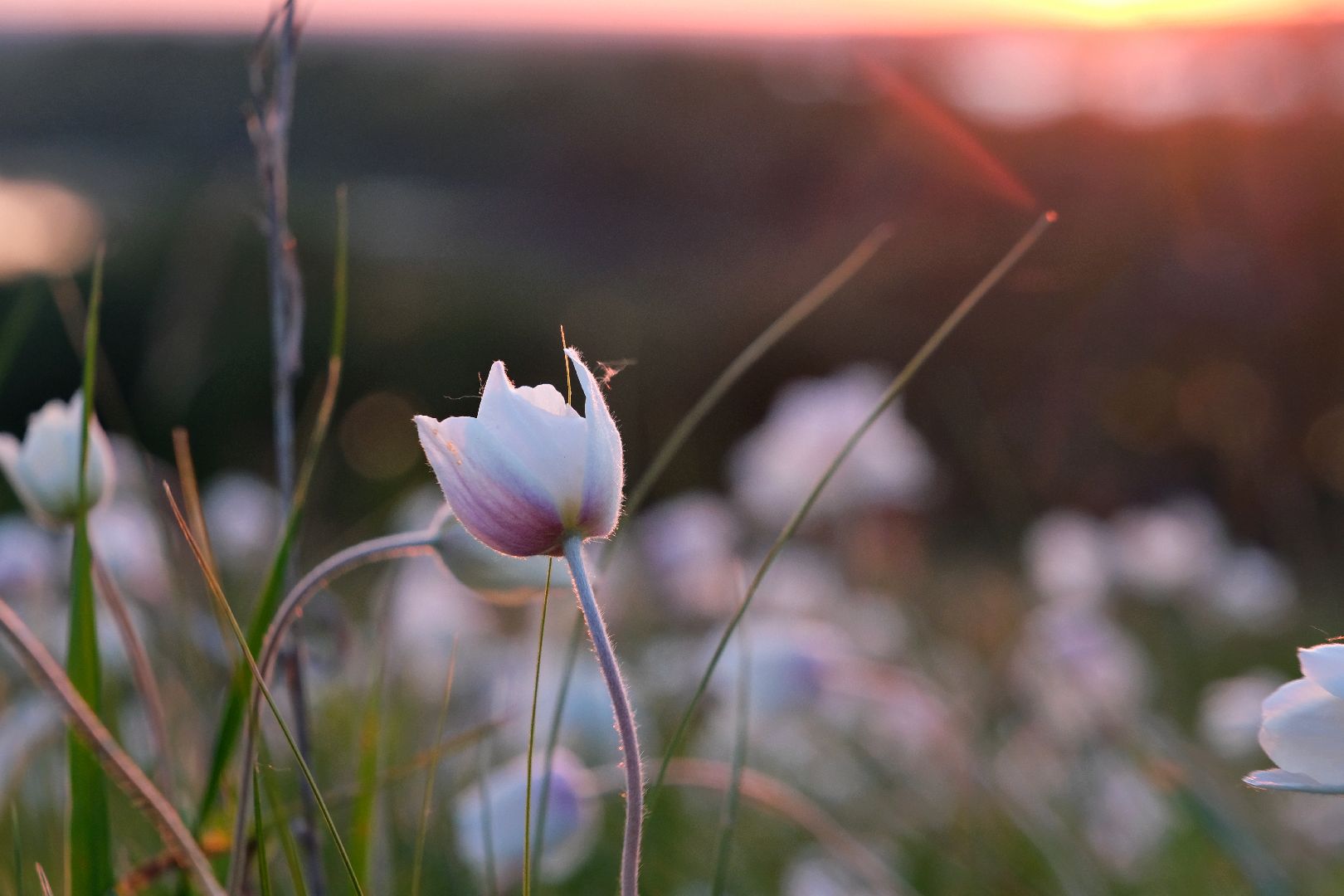 пущино, экология, туризм, лето в подмосковье, серпухов,
