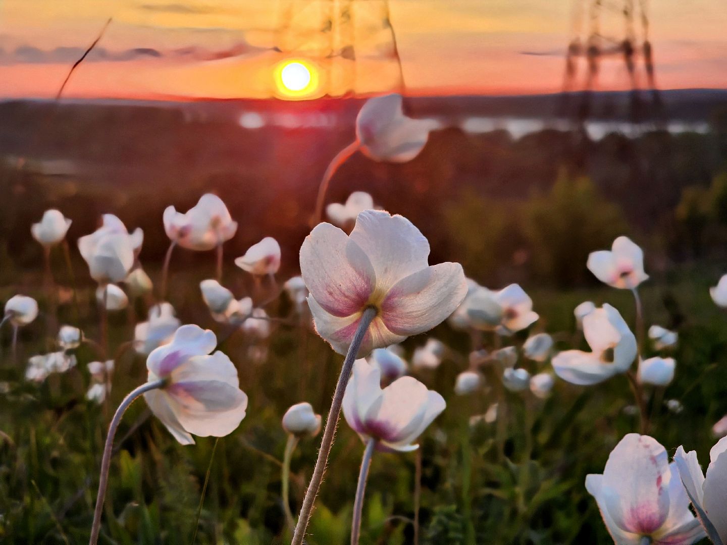 пущино, экология, туризм, лето в подмосковье, серпухов,