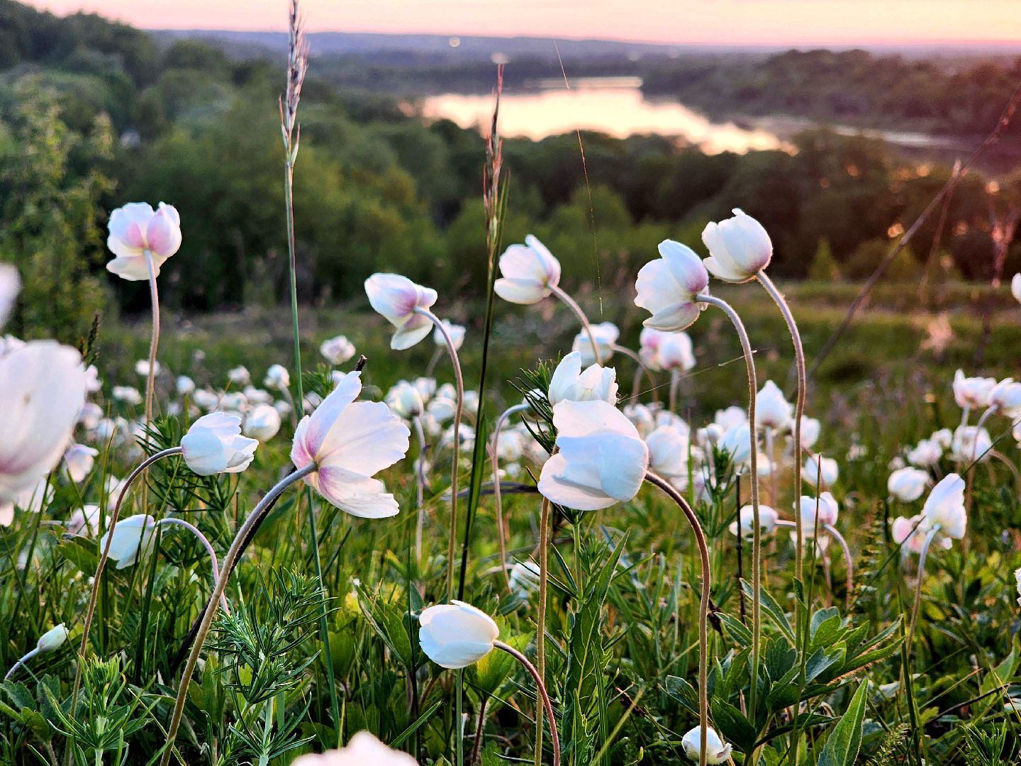 пущино, экология, туризм, лето в подмосковье, серпухов,