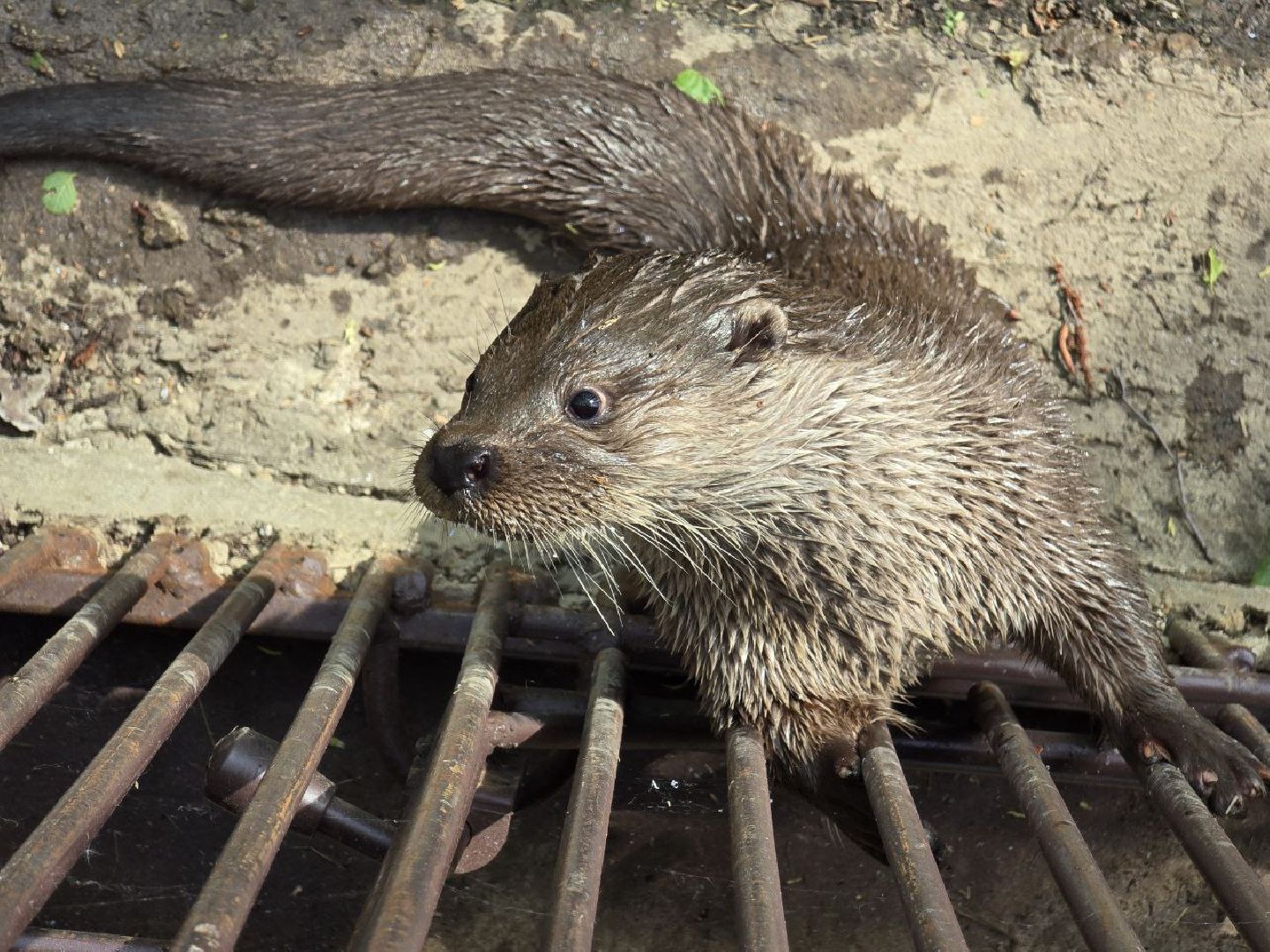 можайск, можайский муниципальный округ, подмосковье, сафари-парк, парк выдр, туризм,
