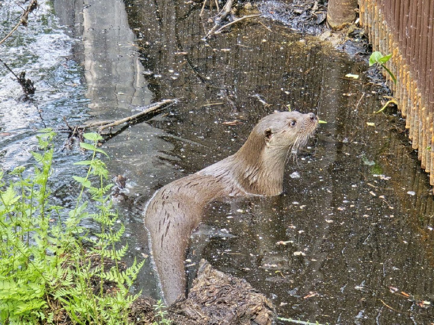 можайск, можайский муниципальный округ, подмосковье, сафари-парк, парк выдр, туризм,