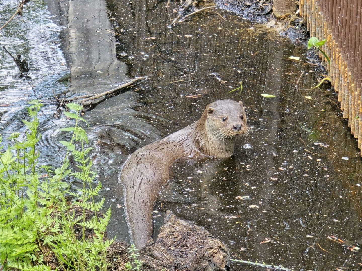 можайск, можайский муниципальный округ, подмосковье, сафари-парк, парк выдр, туризм,