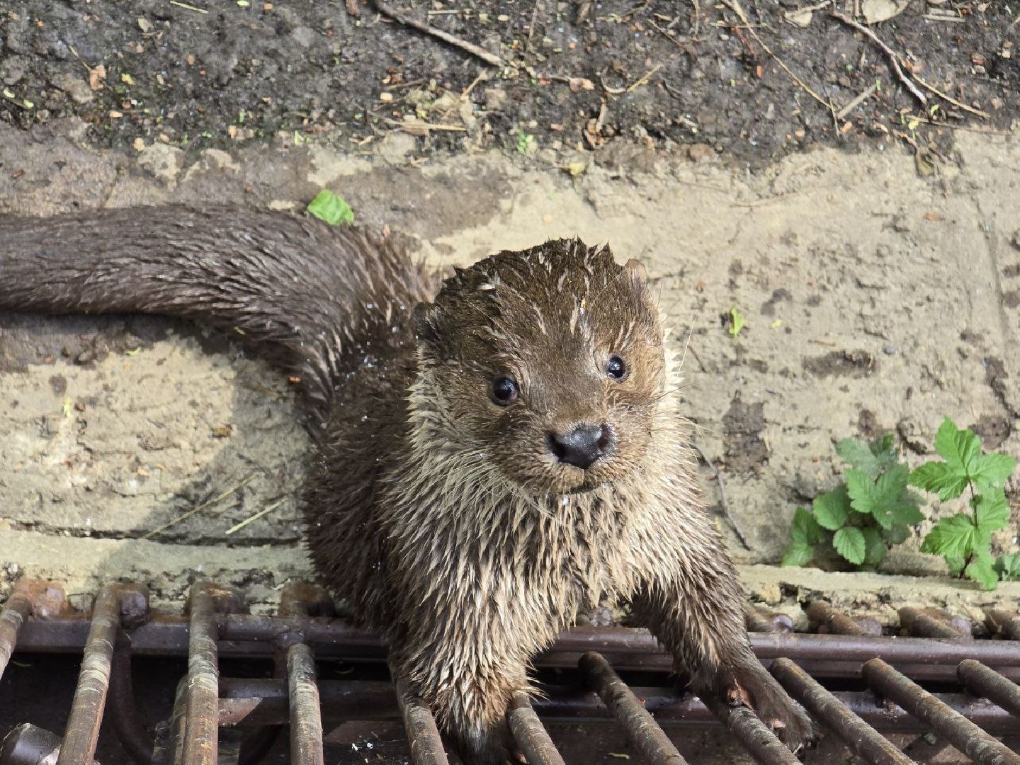 можайск, можайский муниципальный округ, подмосковье, сафари-парк, парк выдр, туризм,