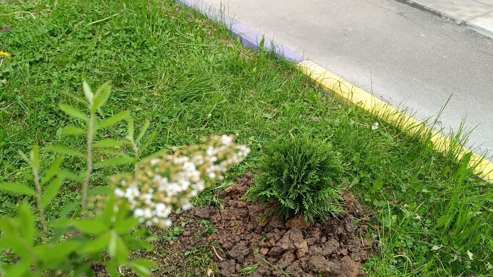 посадка деревьев, лобня, дети,