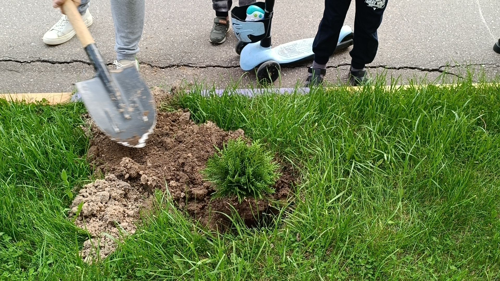 посадка деревьев, лобня, дети,