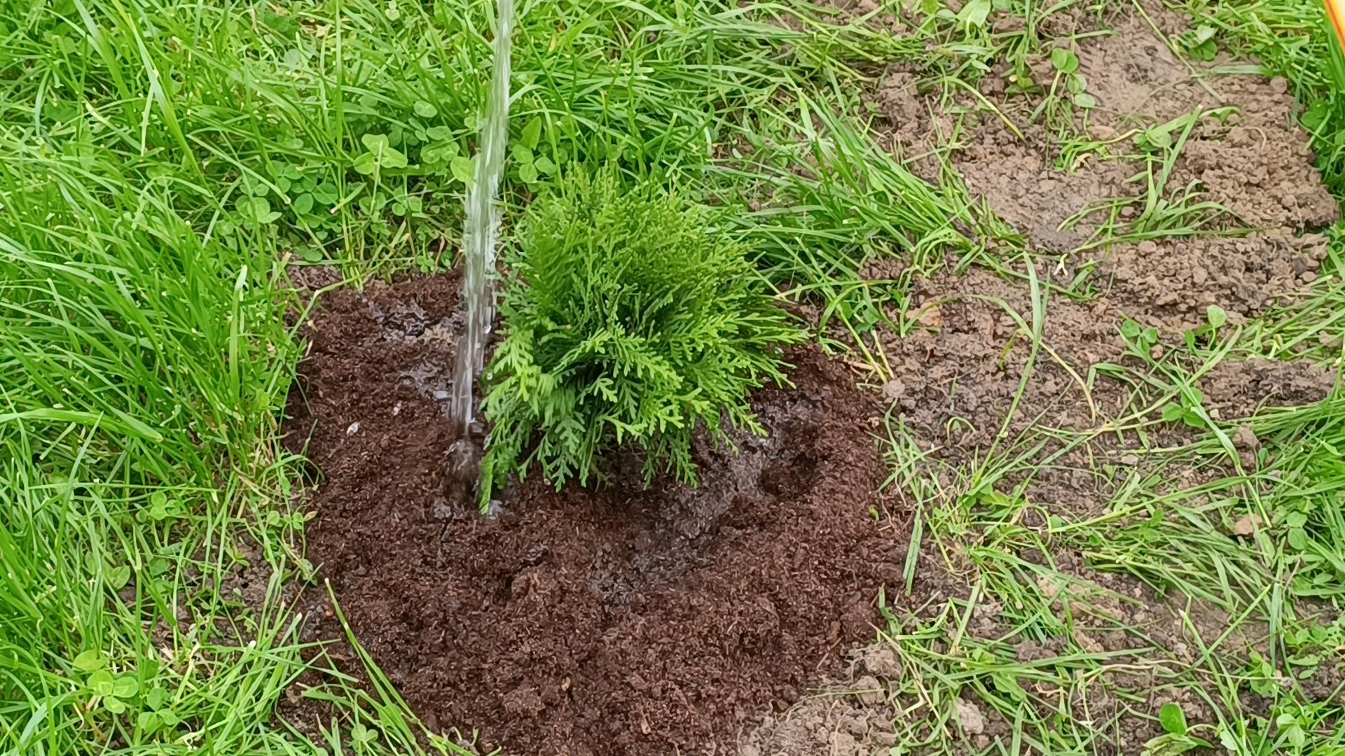 посадка деревьев, лобня, дети,