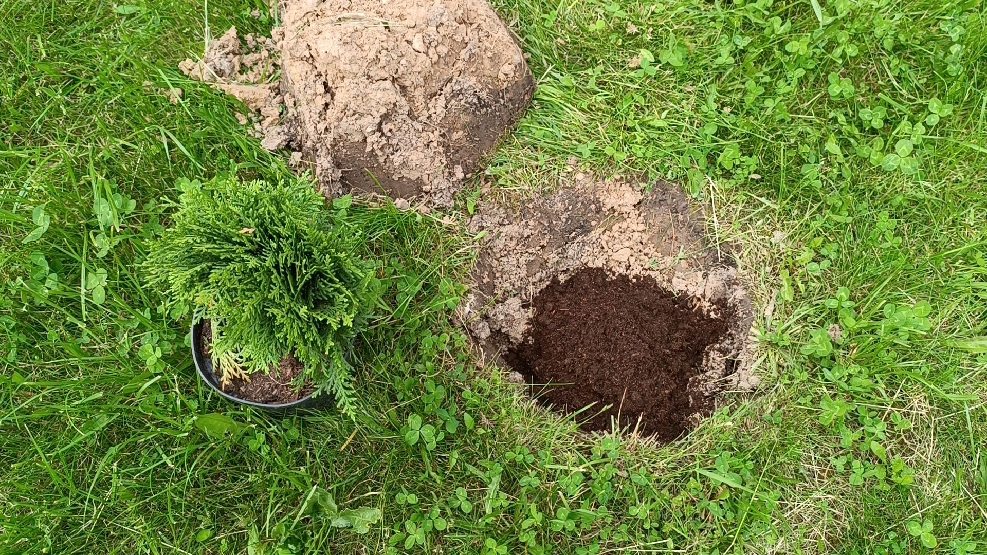 посадка деревьев, лобня, дети,