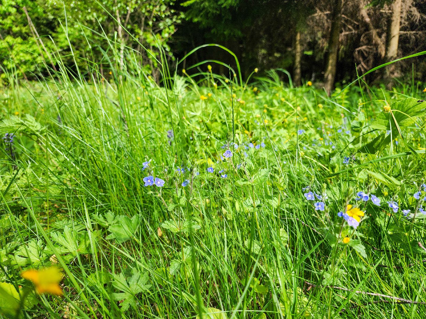 Подольск, Лес, Лесничество,