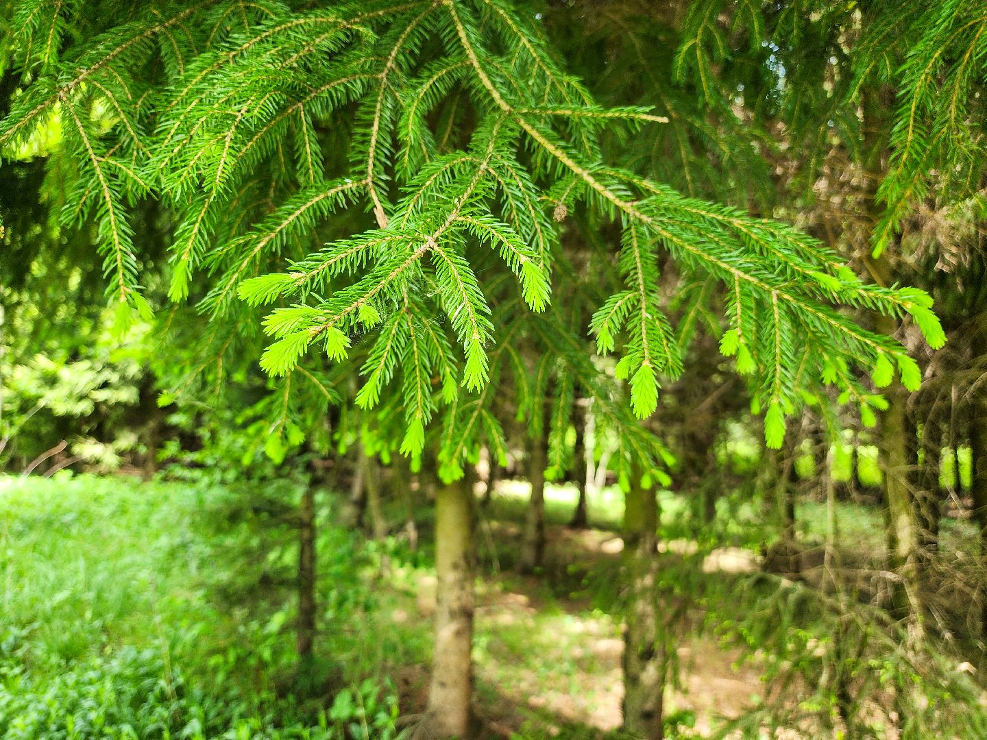Подольск, Лес, Лесничество,