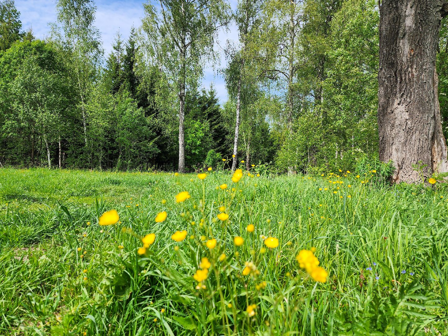 Подольск, Лес, Лесничество,