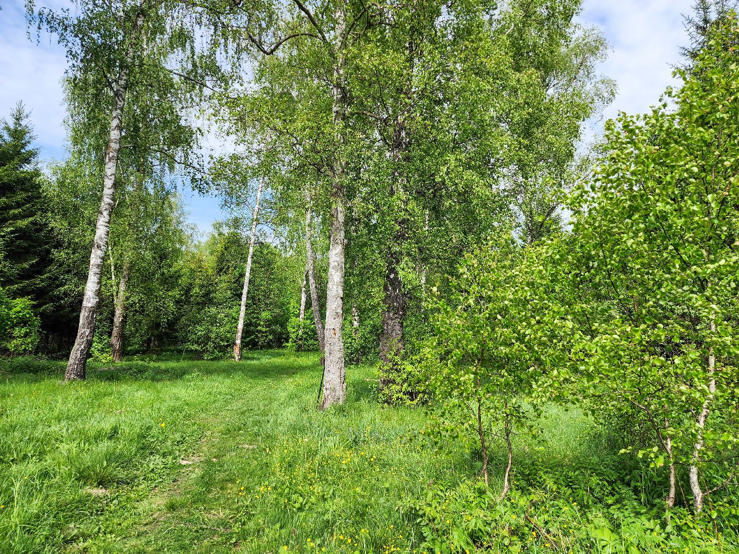 Подольск, Лес, Лесничество,