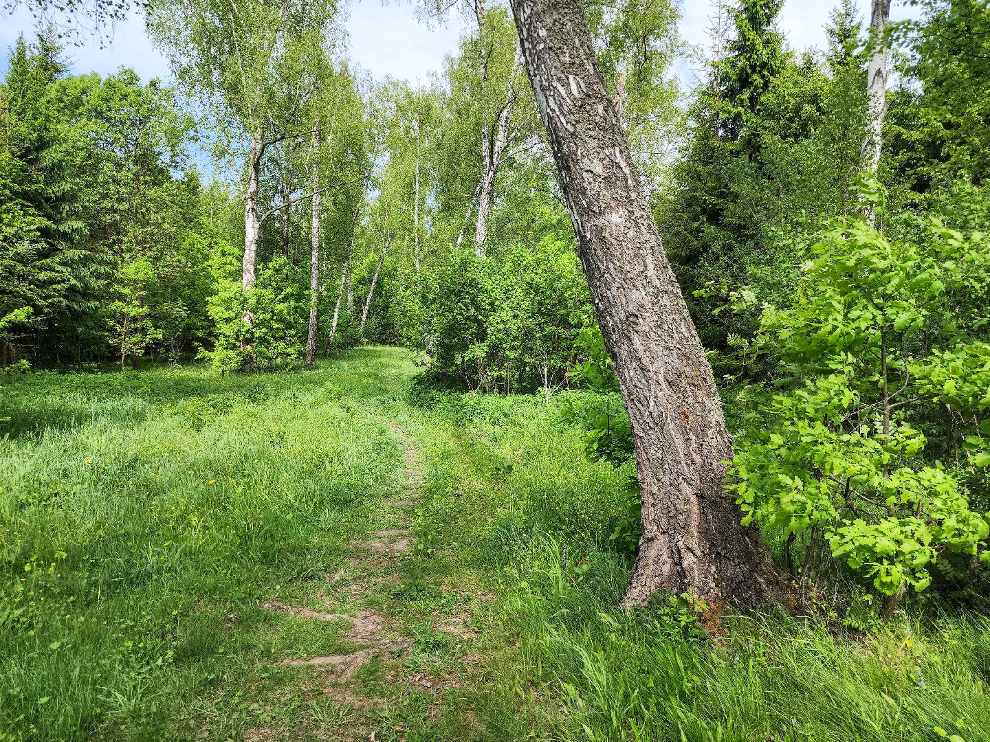 Подольск, Лес, Лесничество,