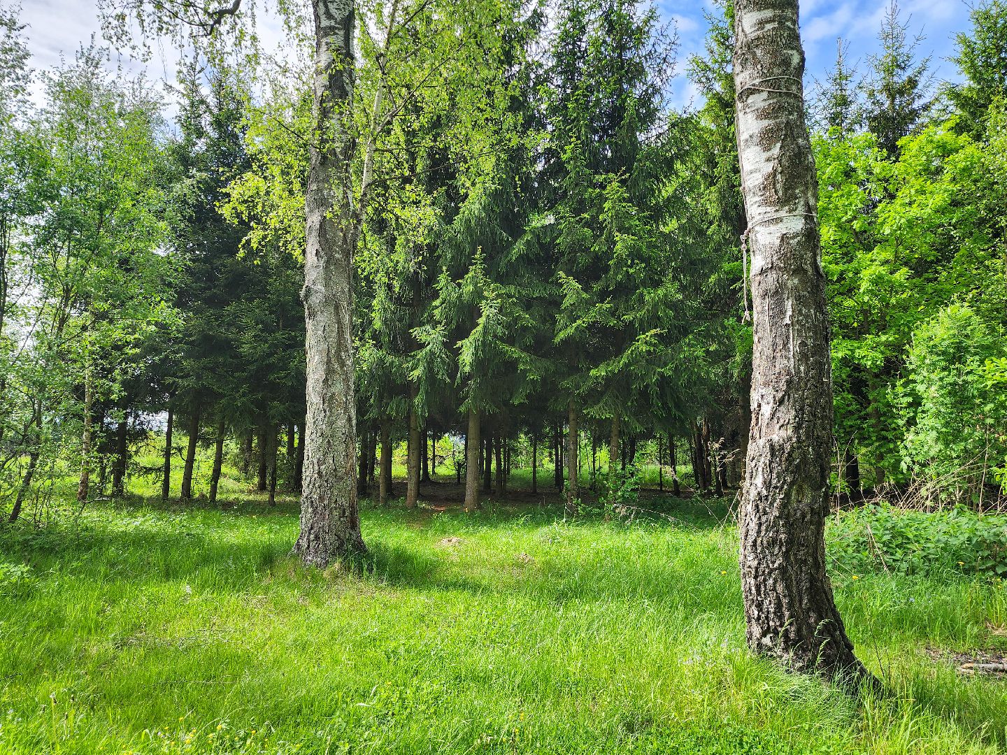 Подольск, Лес, Лесничество,