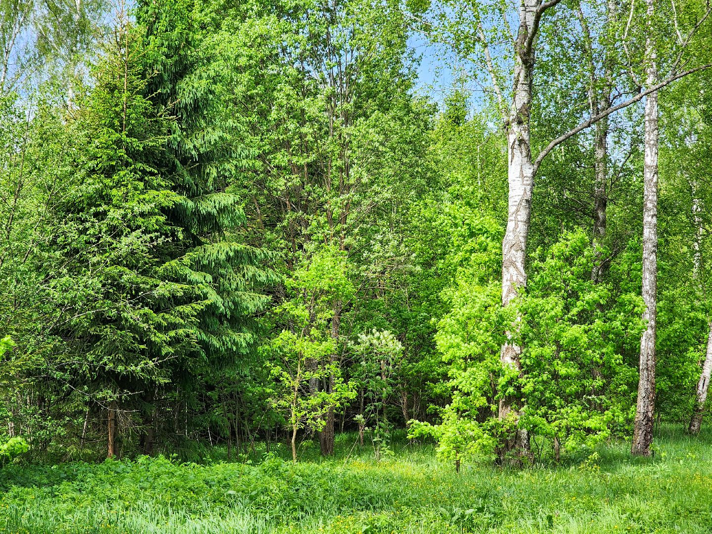 Подольск, Лес, Лесничество,