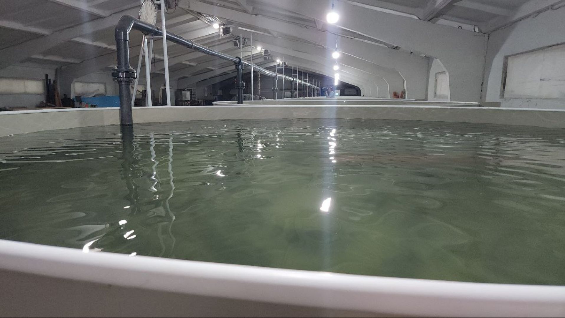 Луховицы #Подмосковье #Аквакультура #Осетр , СельскоеХозяйствоПодмосковья #НовыеРабочиеМеста #АгроТуризм,