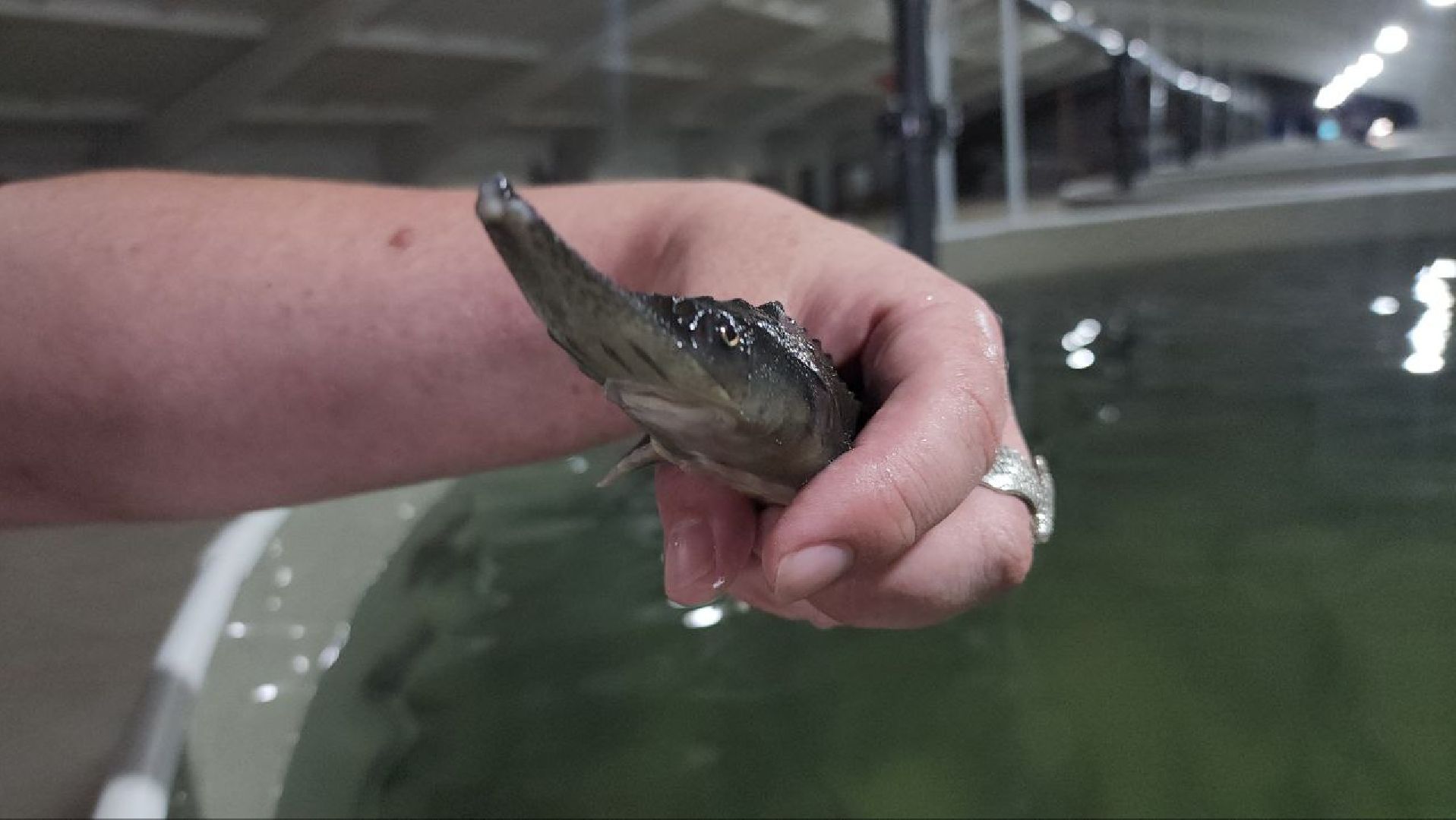 Луховицы #Подмосковье #Аквакультура #Осетр , СельскоеХозяйствоПодмосковья #НовыеРабочиеМеста #АгроТуризм,