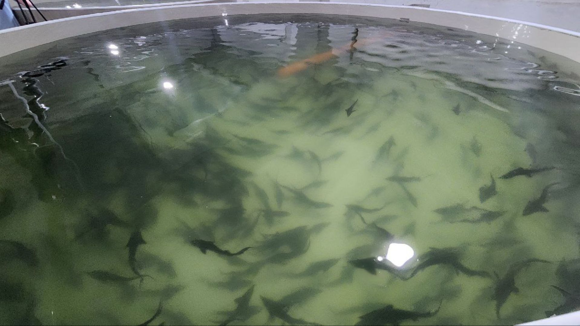 Луховицы #Подмосковье #Аквакультура #Осетр , СельскоеХозяйствоПодмосковья #НовыеРабочиеМеста #АгроТуризм,