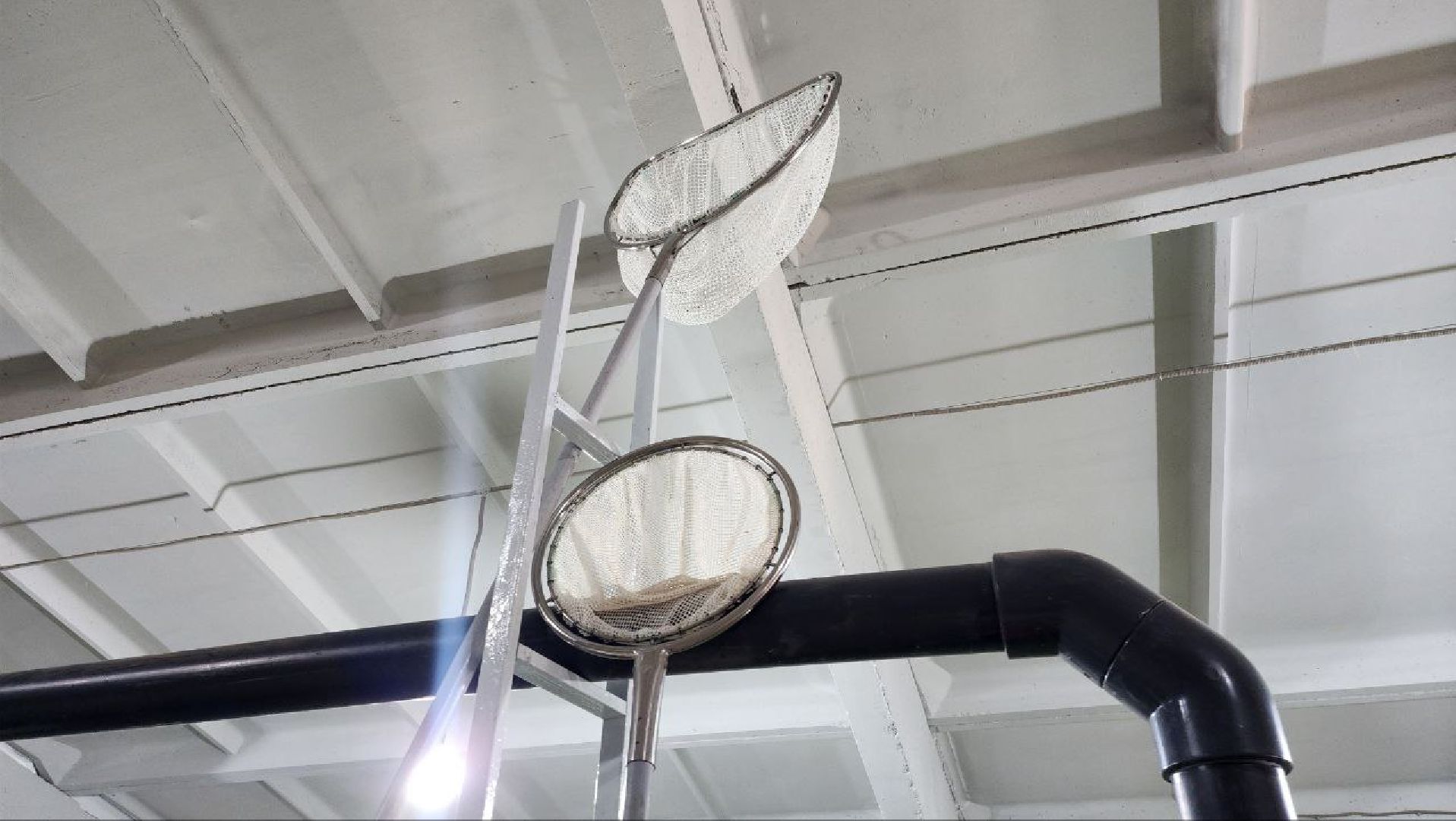 Луховицы #Подмосковье #Аквакультура #Осетр , СельскоеХозяйствоПодмосковья #НовыеРабочиеМеста #АгроТуризм,