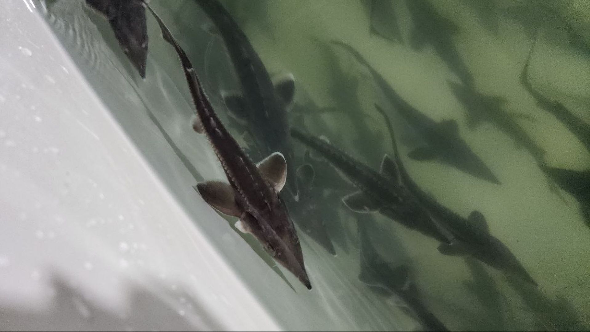 Луховицы #Подмосковье #Аквакультура #Осетр , СельскоеХозяйствоПодмосковья #НовыеРабочиеМеста #АгроТуризм,