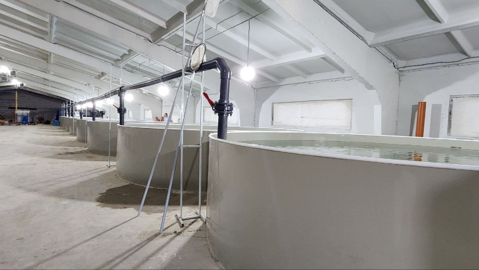 Луховицы #Подмосковье #Аквакультура #Осетр , СельскоеХозяйствоПодмосковья #НовыеРабочиеМеста #АгроТуризм,