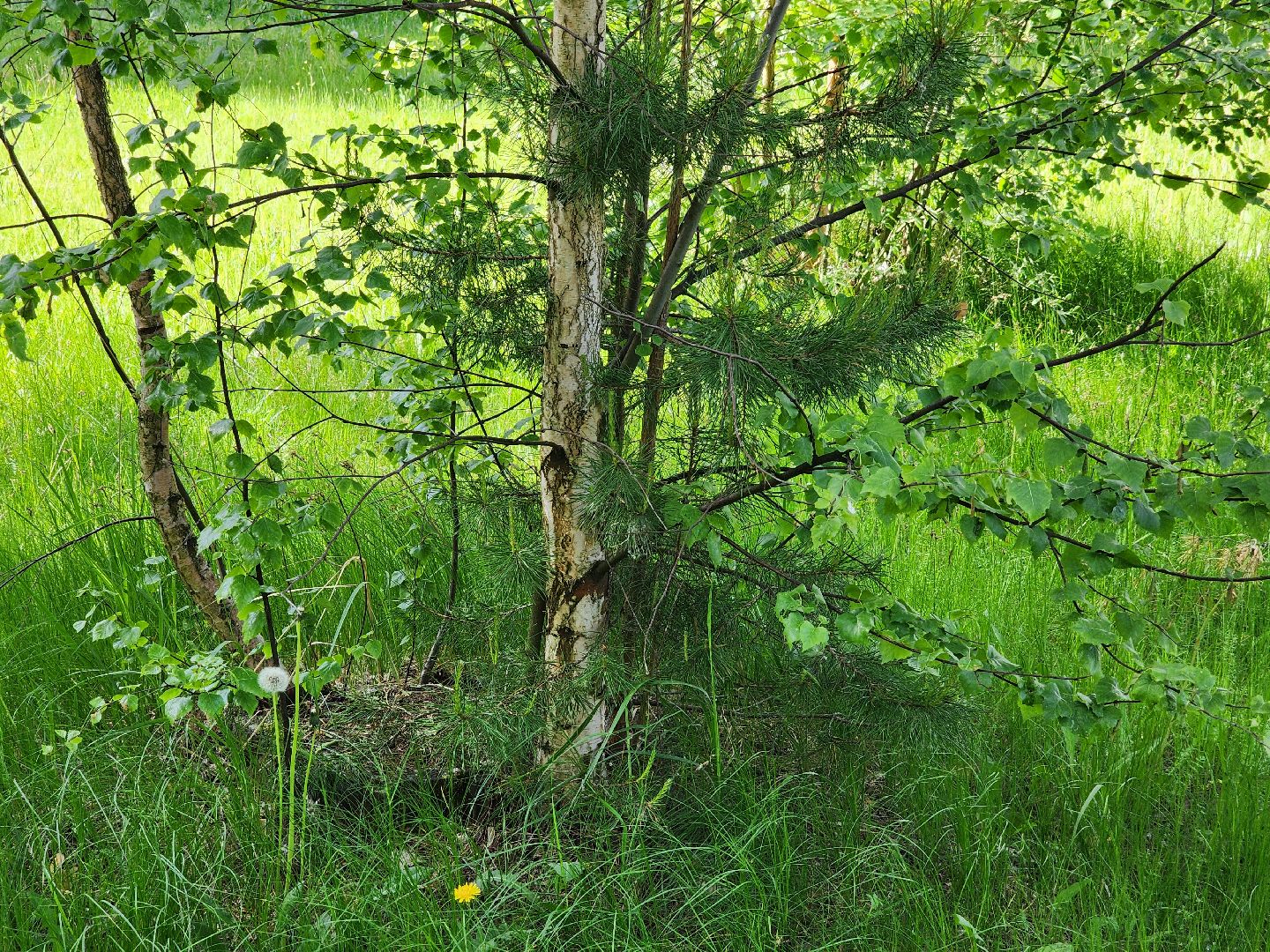 шатурская больница, медицина подмосковья, сезон клещей,